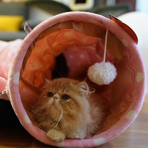 Wildcore CozyTunnel™ 4-in-1 Cat Bed & Play Tunnel