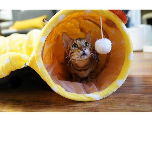 Wildcore CozyTunnel™ 4-in-1 Cat Bed & Play Tunnel